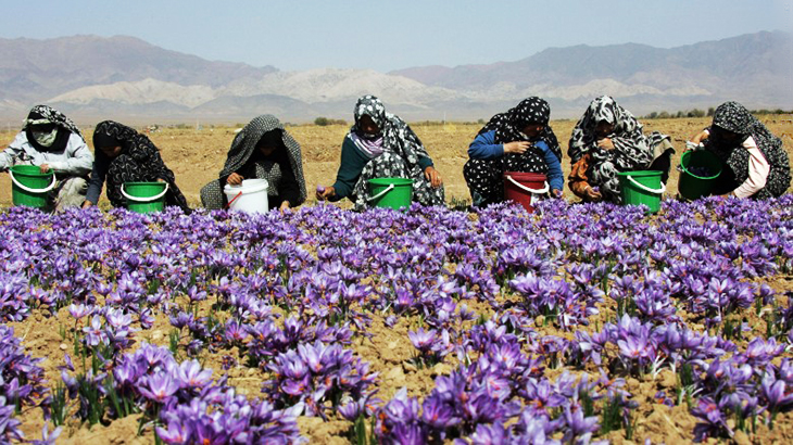 Nhụy hoa nghệ tây Saffron Badiee chính hãng hộp 1gr